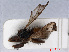  ( - RMNH.INS.547682)  @11 [ ] CreativeCommons - Attribution Non-Commercial Share-Alike (2013) Unspecified Naturalis Biodiversity Center