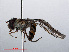  ( - RMNH.INS.547687)  @13 [ ] CreativeCommons - Attribution Non-Commercial Share-Alike (2013) Unspecified Naturalis Biodiversity Center