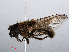  ( - RMNH.INS.547688)  @13 [ ] CreativeCommons - Attribution Non-Commercial Share-Alike (2013) Unspecified Naturalis Biodiversity Center