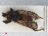  ( - RMNH.INS.547692)  @11 [ ] CreativeCommons - Attribution Non-Commercial Share-Alike (2013) Unspecified Naturalis Biodiversity Center