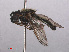  ( - RMNH.INS.547696)  @13 [ ] CreativeCommons - Attribution Non-Commercial Share-Alike (2013) Unspecified Naturalis Biodiversity Center