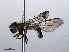  ( - RMNH.INS.547705)  @11 [ ] CreativeCommons - Attribution Non-Commercial Share-Alike (2013) Unspecified Naturalis Biodiversity Center
