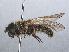  ( - RMNH.INS.547707)  @13 [ ] CreativeCommons - Attribution Non-Commercial Share-Alike (2013) Unspecified Naturalis Biodiversity Center