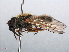 ( - RMNH.INS.547721)  @13 [ ] CreativeCommons - Attribution Non-Commercial Share-Alike (2013) Unspecified Naturalis Biodiversity Center