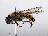  ( - RMNH.INS.547755)  @11 [ ] CreativeCommons - Attribution Non-Commercial Share-Alike (2013) Unspecified Naturalis Biodiversity Center