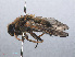  ( - RMNH.INS.547756)  @11 [ ] CreativeCommons - Attribution Non-Commercial Share-Alike (2013) Unspecified Naturalis Biodiversity Center