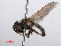  ( - RMNH.INS.547758)  @13 [ ] CreativeCommons - Attribution Non-Commercial Share-Alike (2013) Unspecified Naturalis Biodiversity Center