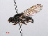  ( - RMNH.INS.547759)  @13 [ ] CreativeCommons - Attribution Non-Commercial Share-Alike (2013) Unspecified Naturalis Biodiversity Center