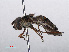  ( - RMNH.INS.547778)  @13 [ ] CreativeCommons - Attribution Non-Commercial Share-Alike (2013) Unspecified Naturalis Biodiversity Center