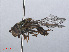  ( - RMNH.INS.547783)  @13 [ ] CreativeCommons - Attribution Non-Commercial Share-Alike (2013) Unspecified Naturalis Biodiversity Center