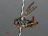  ( - RMNH.INS.547802)  @11 [ ] CreativeCommons - Attribution Non-Commercial Share-Alike (2013) Unspecified Naturalis Biodiversity Center