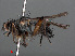  ( - RMNH.INS.547803)  @11 [ ] CreativeCommons - Attribution Non-Commercial Share-Alike (2013) Unspecified Naturalis Biodiversity Center