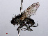  ( - RMNH.INS.547804)  @11 [ ] CreativeCommons - Attribution Non-Commercial Share-Alike (2013) Unspecified Naturalis Biodiversity Center
