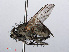  ( - RMNH.INS.547805)  @11 [ ] CreativeCommons - Attribution Non-Commercial Share-Alike (2013) Unspecified Naturalis Biodiversity Center