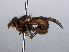  ( - RMNH.INS.547812)  @11 [ ] CreativeCommons - Attribution Non-Commercial Share-Alike (2013) Unspecified Naturalis Biodiversity Center