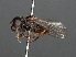  ( - RMNH.INS.547817)  @13 [ ] CreativeCommons - Attribution Non-Commercial Share-Alike (2013) Unspecified Naturalis Biodiversity Center