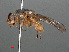  ( - RMNH.INS.547824)  @11 [ ] CreativeCommons - Attribution Non-Commercial Share-Alike (2013) Unspecified Naturalis Biodiversity Center