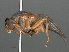  ( - RMNH.INS.547825)  @11 [ ] CreativeCommons - Attribution Non-Commercial Share-Alike (2013) Unspecified Naturalis Biodiversity Center
