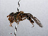  ( - RMNH.INS.547829)  @11 [ ] CreativeCommons - Attribution Non-Commercial Share-Alike (2013) Unspecified Naturalis Biodiversity Center