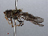  ( - RMNH.INS.547831)  @11 [ ] CreativeCommons - Attribution Non-Commercial Share-Alike (2013) Unspecified Naturalis Biodiversity Center