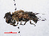  ( - RMNH.INS.547832)  @11 [ ] CreativeCommons - Attribution Non-Commercial Share-Alike (2013) Unspecified Naturalis Biodiversity Center