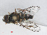  ( - RMNH.INS.547834)  @13 [ ] CreativeCommons - Attribution Non-Commercial Share-Alike (2013) Unspecified Naturalis Biodiversity Center