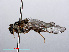  ( - RMNH.INS.547838)  @11 [ ] CreativeCommons - Attribution Non-Commercial Share-Alike (2013) Unspecified Naturalis Biodiversity Center
