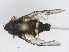  ( - RMNH.INS.550367)  @11 [ ] CreativeCommons - Attribution Non-Commercial Share-Alike (2013) Unspecified Naturalis Biodiversity Center