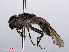  ( - RMNH.INS.550370)  @11 [ ] CreativeCommons - Attribution Non-Commercial Share-Alike (2013) Unspecified Naturalis Biodiversity Center