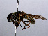 ( - RMNH.INS.550374)  @12 [ ] CreativeCommons - Attribution Non-Commercial Share-Alike (2013) Unspecified Naturalis Biodiversity Center