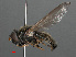  ( - RMNH.INS.550384)  @13 [ ] CreativeCommons - Attribution Non-Commercial Share-Alike (2013) Unspecified Naturalis Biodiversity Center