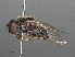  ( - RMNH.INS.550385)  @13 [ ] CreativeCommons - Attribution Non-Commercial Share-Alike (2013) Unspecified Naturalis Biodiversity Center