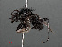  ( - RMNH.INS.550406)  @11 [ ] CreativeCommons - Attribution Non-Commercial Share-Alike (2013) Unspecified Naturalis Biodiversity Center