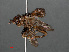  ( - RMNH.INS.550407)  @13 [ ] CreativeCommons - Attribution Non-Commercial Share-Alike (2013) Unspecified Naturalis Biodiversity Center