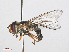  ( - RMNH.INS.550415)  @13 [ ] CreativeCommons - Attribution Non-Commercial Share-Alike (2013) Unspecified Naturalis Biodiversity Center