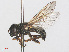  ( - RMNH.INS.550427)  @13 [ ] CreativeCommons - Attribution Non-Commercial Share-Alike (2013) Unspecified Naturalis Biodiversity Center