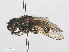  ( - RMNH.INS.550430)  @13 [ ] CreativeCommons - Attribution Non-Commercial Share-Alike (2013) Unspecified Naturalis Biodiversity Center