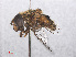  ( - RMNH.INS.550448)  @11 [ ] CreativeCommons - Attribution Non-Commercial Share-Alike (2013) Unspecified Naturalis Biodiversity Center