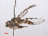  ( - RMNH.INS.550457)  @11 [ ] CreativeCommons - Attribution Non-Commercial Share-Alike (2013) Unspecified Naturalis Biodiversity Center