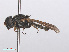  ( - RMNH.INS.550471)  @13 [ ] CreativeCommons - Attribution Non-Commercial Share-Alike (2013) Unspecified Naturalis Biodiversity Center