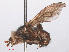  ( - RMNH.INS.550478)  @13 [ ] CreativeCommons - Attribution Non-Commercial Share-Alike (2013) Unspecified Naturalis Biodiversity Center