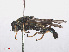  ( - RMNH.INS.550483)  @13 [ ] CreativeCommons - Attribution Non-Commercial Share-Alike (2013) Unspecified Naturalis Biodiversity Center