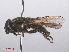  ( - RMNH.INS.550484)  @13 [ ] CreativeCommons - Attribution Non-Commercial Share-Alike (2013) Unspecified Naturalis Biodiversity Center
