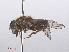  ( - RMNH.INS.550486)  @11 [ ] CreativeCommons - Attribution Non-Commercial Share-Alike (2013) Unspecified Naturalis Biodiversity Center