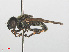  ( - RMNH.INS.550496)  @13 [ ] CreativeCommons - Attribution Non-Commercial Share-Alike (2013) Unspecified Naturalis Biodiversity Center