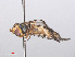  ( - RMNH.INS.550503)  @11 [ ] CreativeCommons - Attribution Non-Commercial Share-Alike (2013) Unspecified Naturalis Biodiversity Center