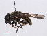  ( - RMNH.INS.550509)  @12 [ ] CreativeCommons - Attribution Non-Commercial Share-Alike (2013) Unspecified Naturalis Biodiversity Center