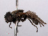  ( - RMNH.INS.550517)  @11 [ ] CreativeCommons - Attribution Non-Commercial Share-Alike (2013) Unspecified Naturalis Biodiversity Center