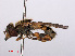  ( - RMNH.INS.550526)  @14 [ ] CreativeCommons - Attribution Non-Commercial Share-Alike (2013) Unspecified Naturalis Biodiversity Center