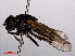  ( - RMNH.INS.550549)  @12 [ ] CreativeCommons - Attribution Non-Commercial Share-Alike (2013) Unspecified Naturalis Biodiversity Center